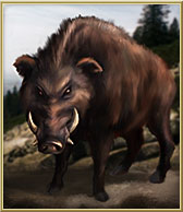 Diviak.jpg